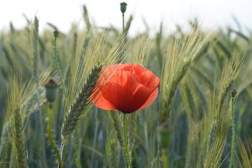 poppy  wheat  field