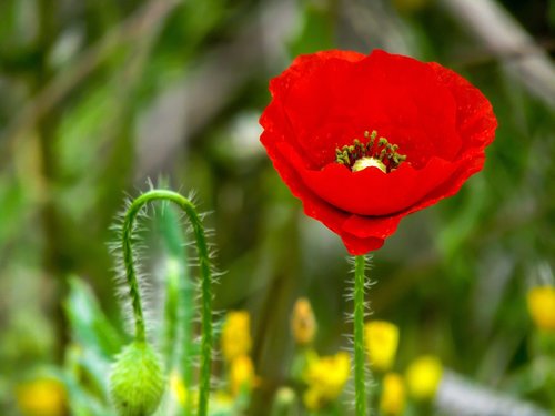 poppy  papaver rhoeas l  flower