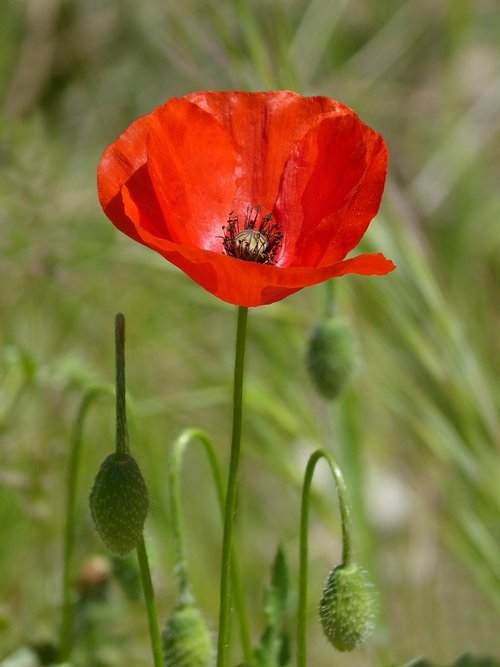poppy  ababol  rosella