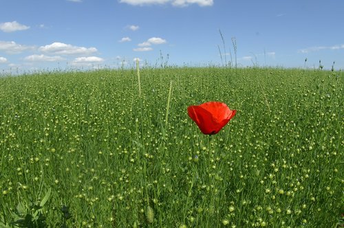 poppy  field  hayfield