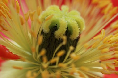 poppy blossom bloom