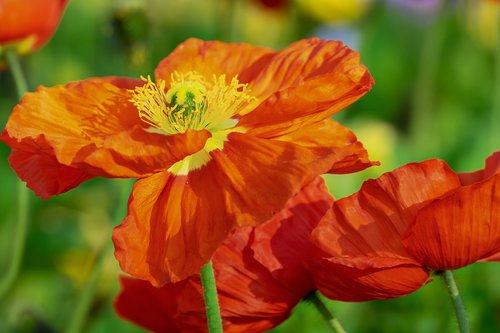 poppy  flower  klatschmohn