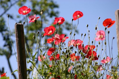 poppy  flower  nature