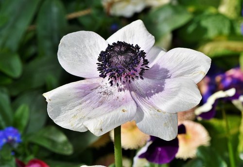 poppy  mohngewaechs  blossom