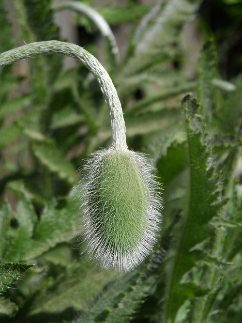 poppy  bud  green