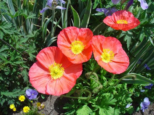 poppy poppies spring