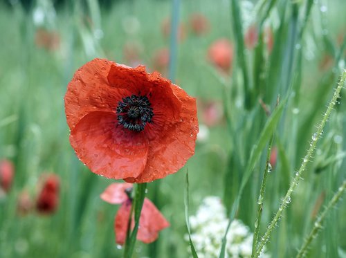 poppy  flower  red