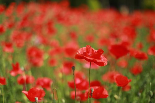 poppy  flowers  wildflower