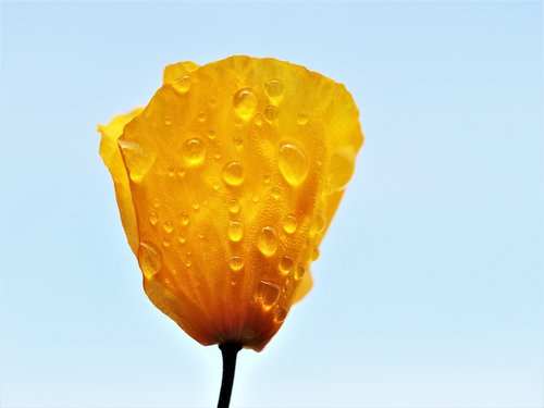 poppy  yellow  rain