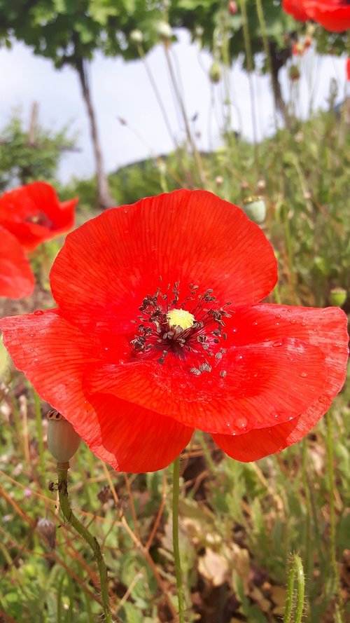 poppy  red flowers  nature