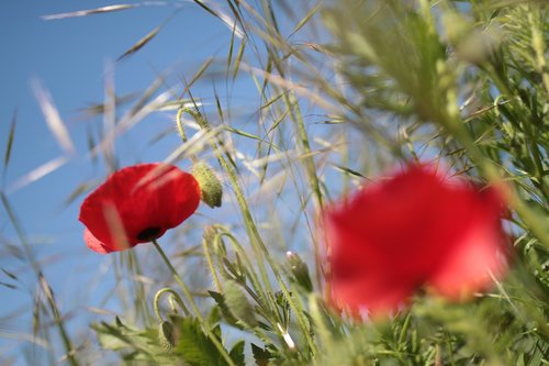 poppy  wild flowers  red