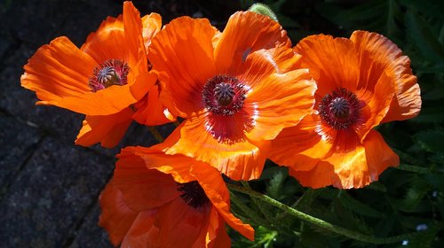 poppy  flower  blossom