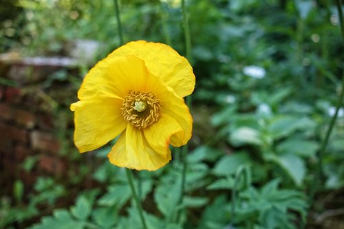 poppy  papaver  flower