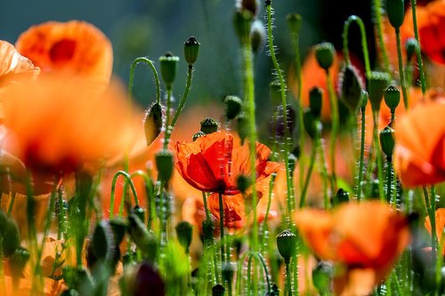 poppy  poppy flower  field of poppies