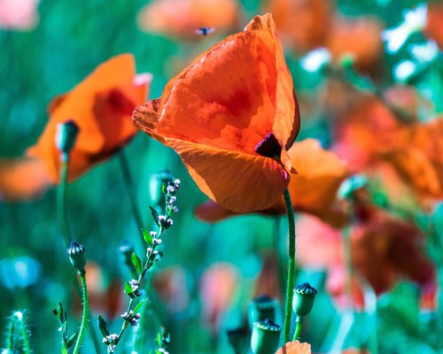 poppy  farbenpracht  flower