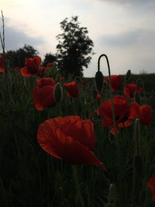 poppy  abendstimmung  blossom