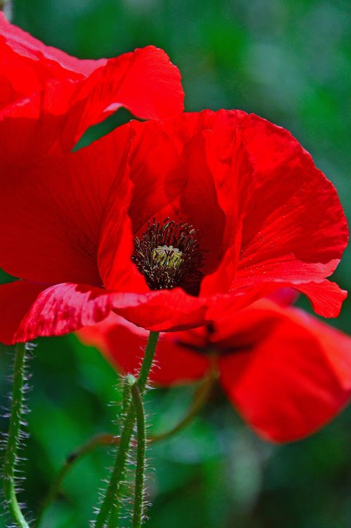 poppy  red  summer flower