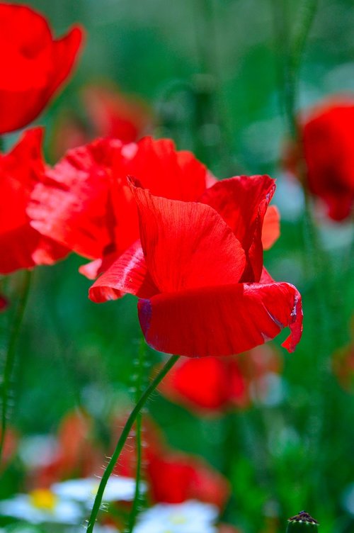 poppy  red  summer flower