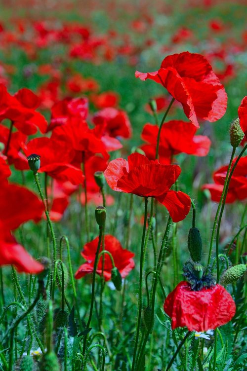 poppy  poppy field  red poppy