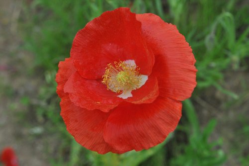 poppy  red  flowers