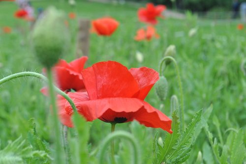 poppy  red  flowers