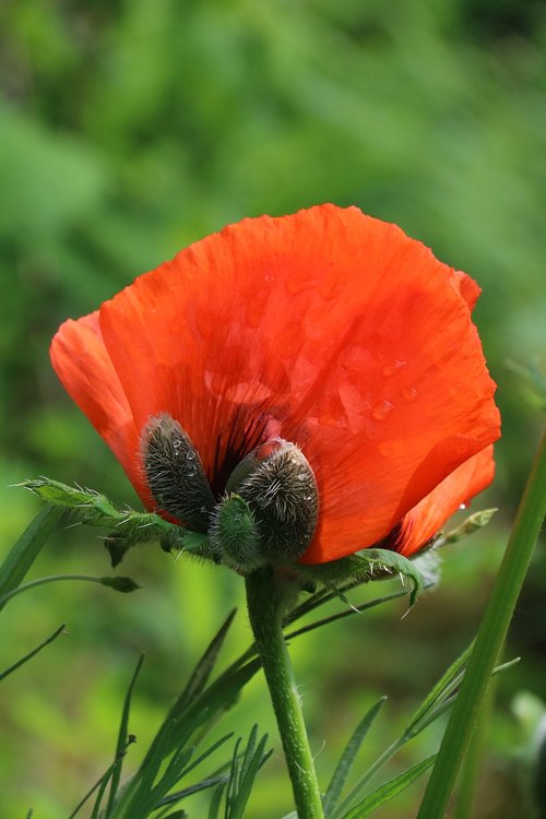 poppy  flower  wild flower