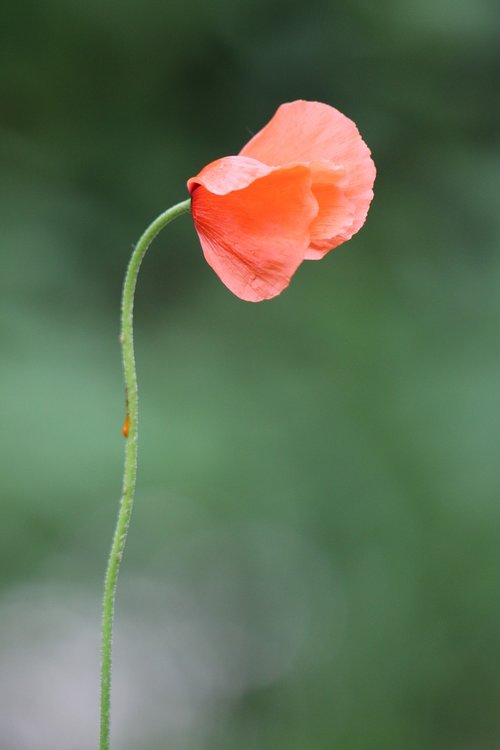 poppy  wild flower  red