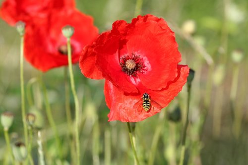 poppy  flower  insect