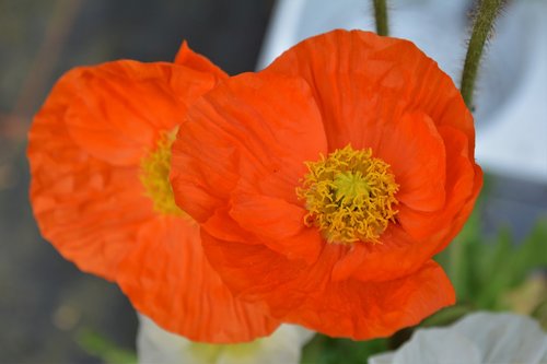 poppy  orange  flower