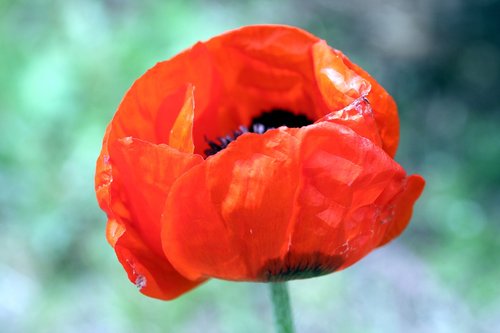 poppy  flower  pistil