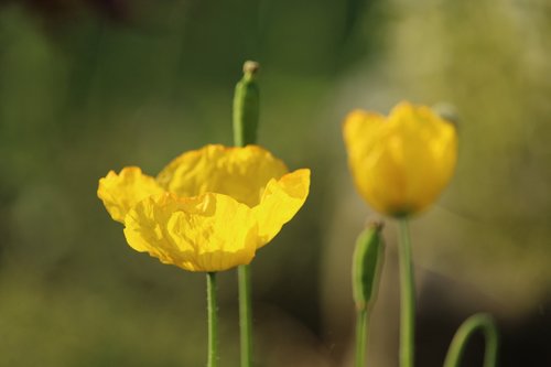poppy  yellow poppy  blossom
