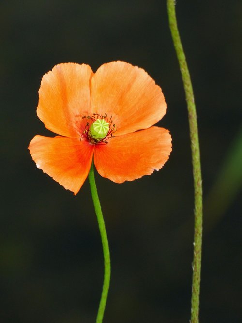 poppy  nature  flower