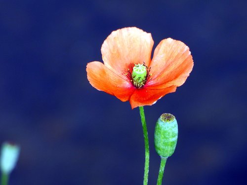 poppy  flower  stalls