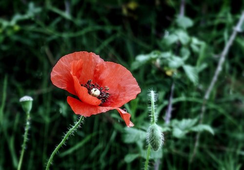 poppy  flower  wild flowers