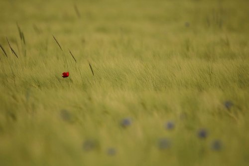 poppy  lonely  background