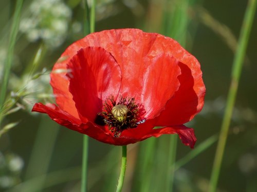 poppy  flower  red