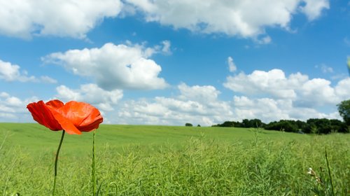 poppy  field  flower