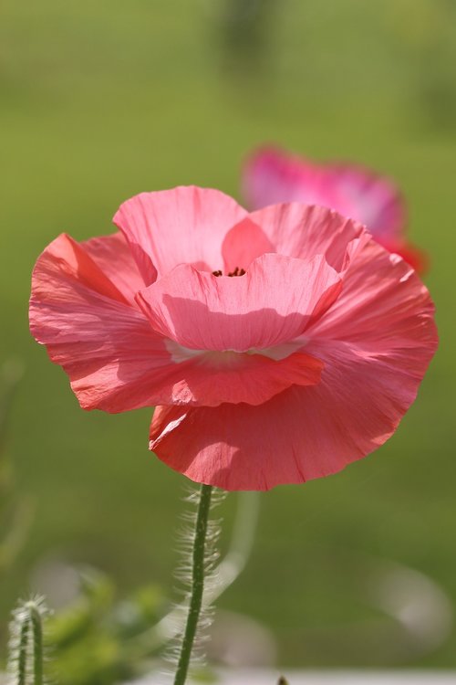 poppy  nature  flower