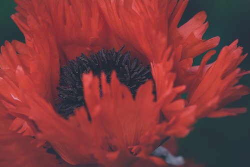 poppy  flower  red