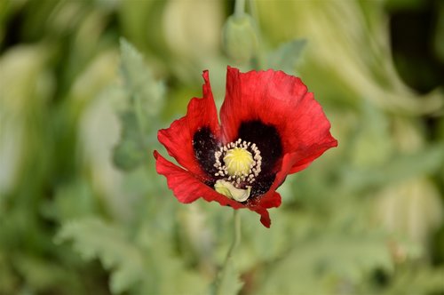 poppy  flowers  plants