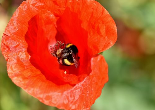 poppy  hummel  insect