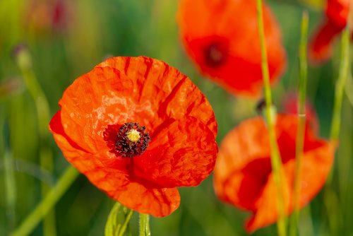 poppy  flower  red