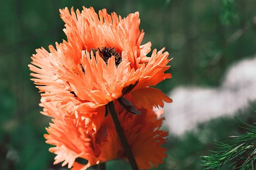 poppy  flower  red