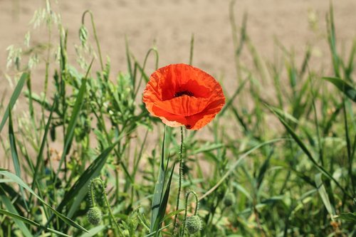 poppy  flower field  red