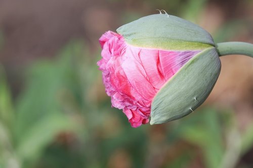 poppy  pink  bud