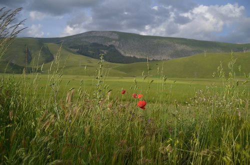 poppy  prato  mountain