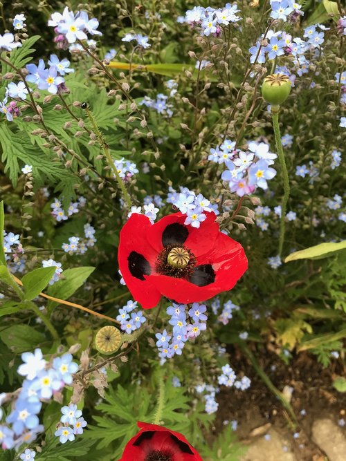 poppy  forget my not  blue