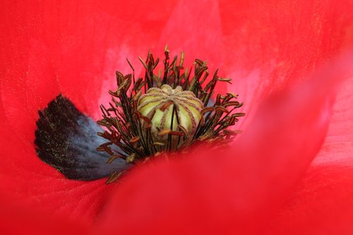 poppy  flower  close up