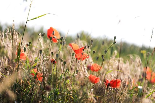 poppy  wildflower  flower