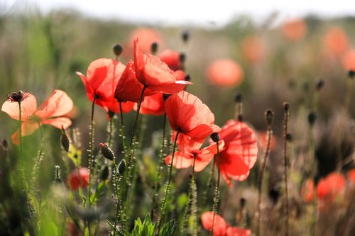 poppy  wildflower  flower